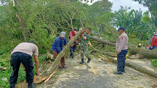 Respon Cepat Polisi Bersama TNI dan BPBD Tangani Pohon Tumbang, Lalulintas Kembali Normal  
