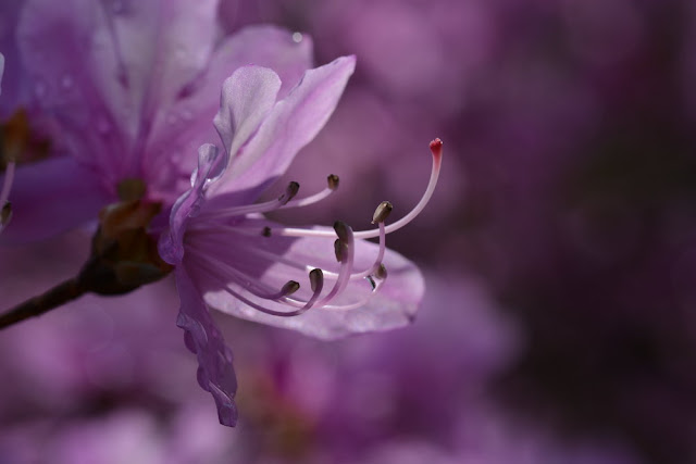 Arashiyama, tenryu-ji, sakura, avril 2019