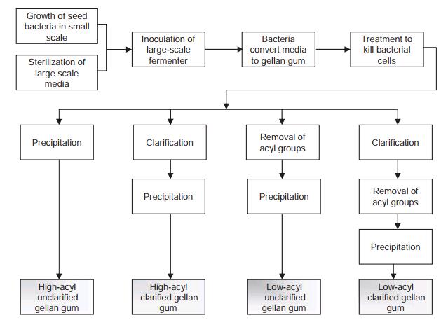 production of CINOGEL gellan gum