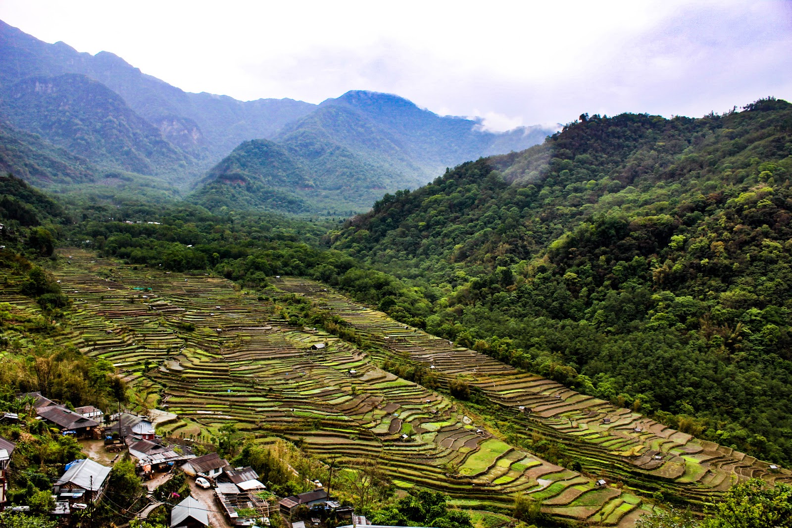 Paddy fields of Khonoma, the "green village"