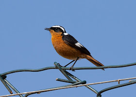 Moussier's Redstart - Sidi Wassay, Morocco