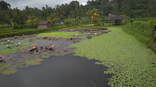 Udang Galah di Bali