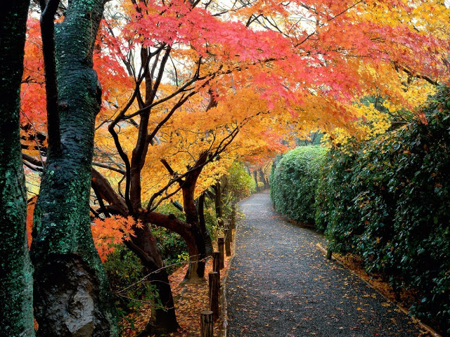 Autumn In Japan8