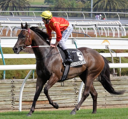 newmarket_voodoo lad 2 newmarket_voodoo lad 2