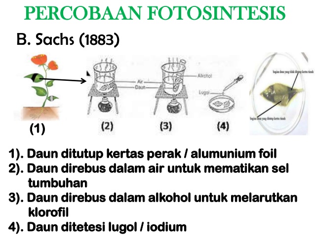  Percobaan  Fotosintesis  Sachs Engelmann Ingenhouz 