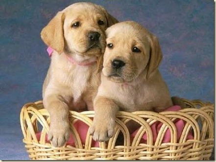 comida  para perros advance1