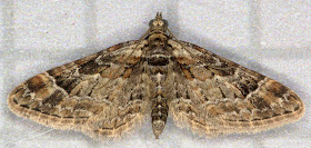 Double-striped Pug, Gymnoscelis rufifasciata. Geometer. Found resting on top of my moth trap in Hayes on 19 March 2012.