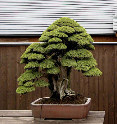 Bonsai Cemara Duri,Si Cantik Berdaun Tajam