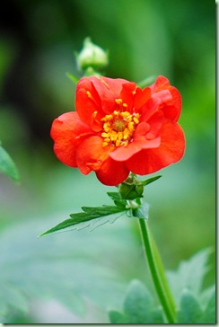 Geum chiloense ‘Mrs. Bradshaw’