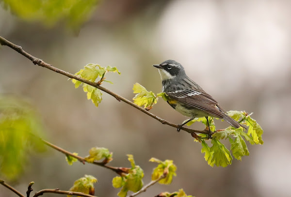 Yellow-Rumped Warbler