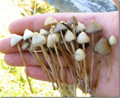 Psilocybe-semilanceata