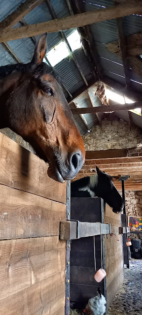 The boys chillin in the stables