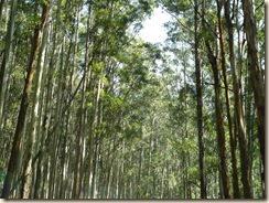 GreenSky_Gadulur