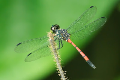 Agrionoptera insignis