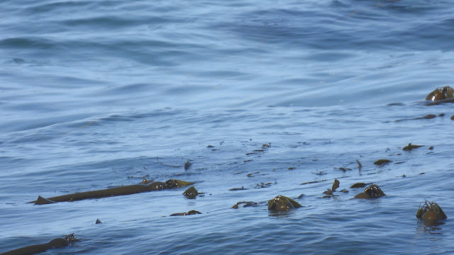 Day 14 - Pacific Coast Highway (2)
