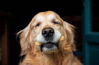 Dog eating a nice dog treat while closing eyes.