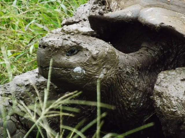 Reserva de tortugas en Isla Santa Cruz, Islas Galápagos