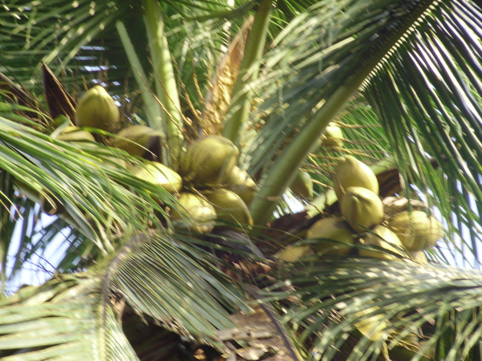 PERTANIAN KELAPA 