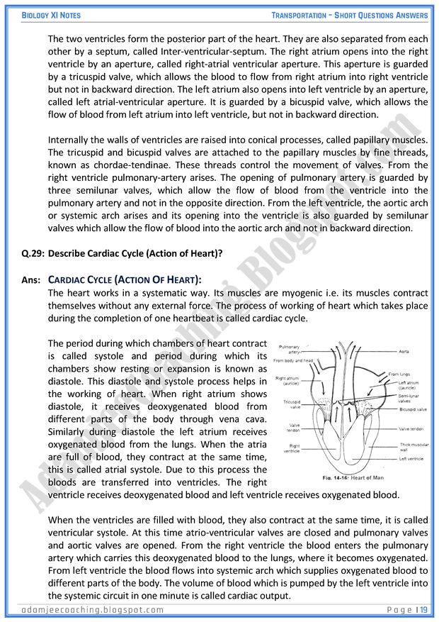 transportation-short-question-answers-biology-11th