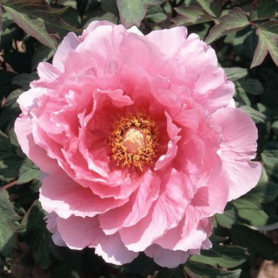 Пион 'Hanakisoi' / Пион 'Ханакисои' (Paeonia 'Hanakisoi')