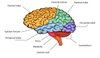 Artikel, Bagian Otak Manusia, Beberapa Bagian Otak Manusia Yang Penting