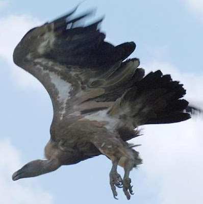 Foto del buitre volando