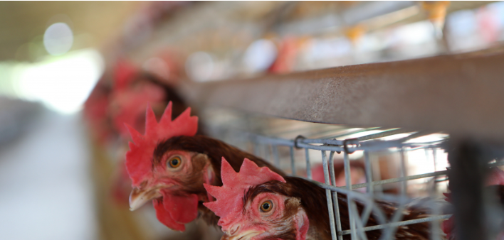 Pengusaha: Ekspor Ayam ke Singapura Buka Peluang RI Tembus Pasar ASEAN