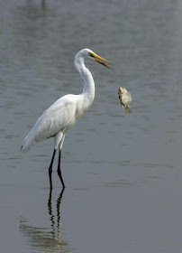 stork-eating-hunting-its-fav-food-fish