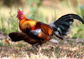 Ayam Hutan Merah