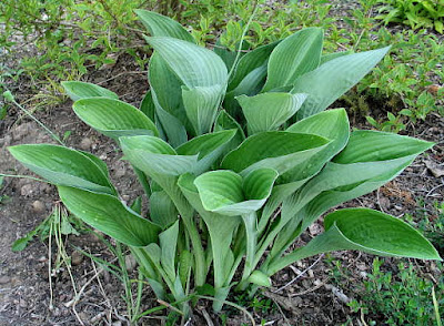 Hosta White Triumphator care
