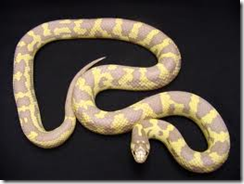 Albino Kingsnake