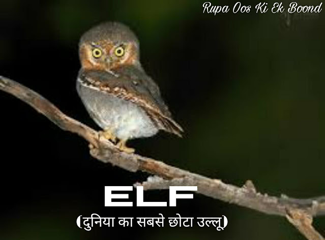 Amazing fact about owl (उल्लू के बारे में रोचक तथ्य)