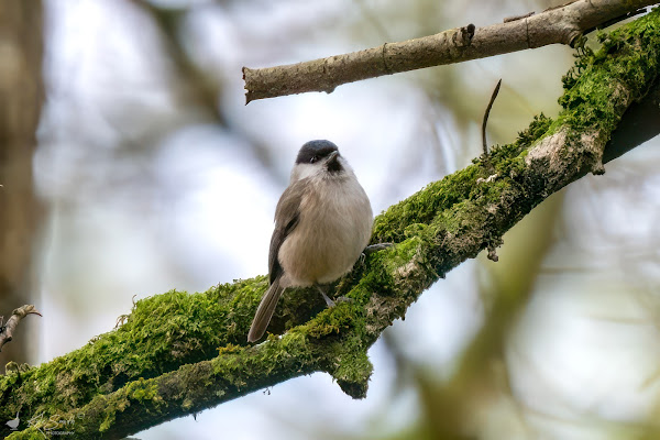 Marsh tit