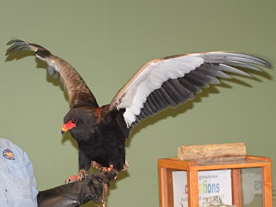 bateleur eagle