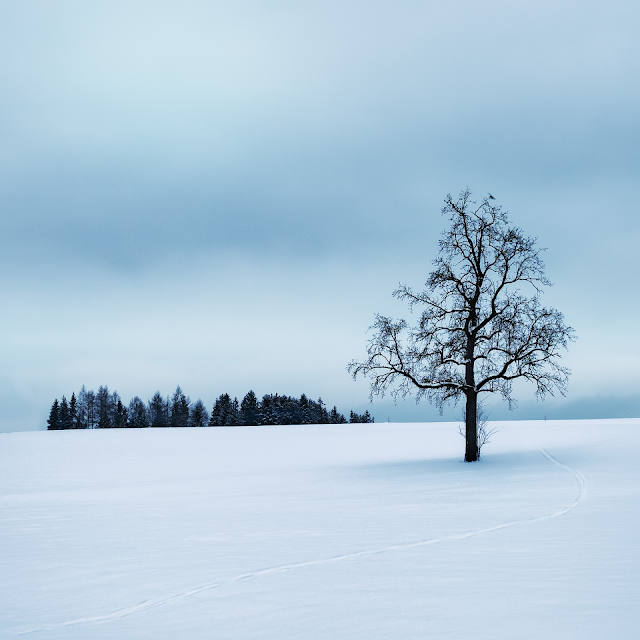 cold-tree-surrounded-by-snow