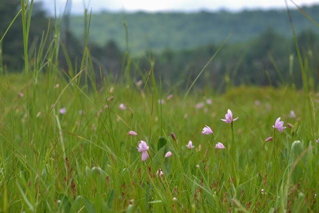 Rose Pogonia Orchids