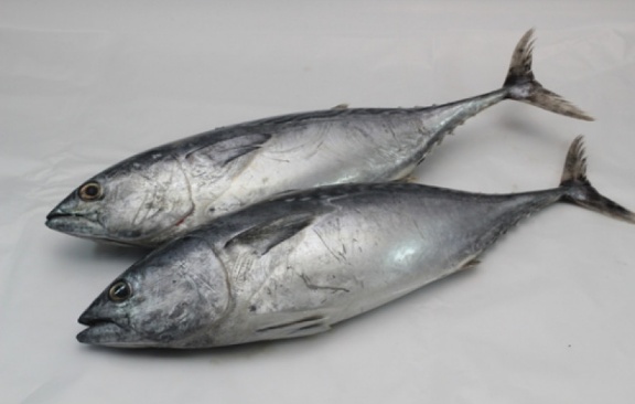 Ikan  Tongkol banyak mengandung asam lemak omega 3 dan 6