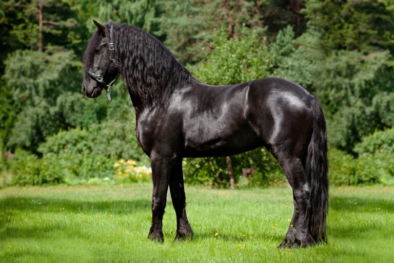 El caballo Frisón es una raza equina originaria de la región de Frisia, en los Países Bajos.