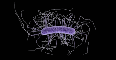  CDC Clostridioides difficile (C. diff) 