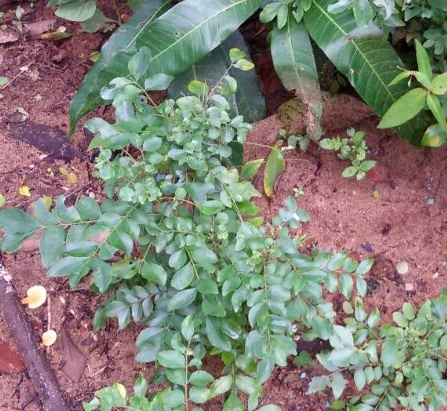 Curry Leaves (Kadi Patta) - Stops Hair Loss