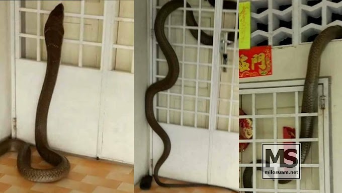 Rakaman ular tedung selar panjat pintu masuk rumah di Batu 