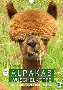 Alpakas: Wuschelköpfe - Edition lustige Tiere (Wandkalender 2017 DIN A4 hoch): Alpakas: Wollige Kleinkamele aus Südamerika (Monatskalender, 14 Seiten) (CALVENDO Tiere)