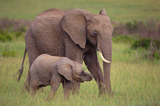 fondos de pantalla elefantes hindu,fondos de pantalla de elefantes animados,fondos de elefantes tumblr,fondo de pantalla elefante,fondos de elefantes animados,fondos de pantalla elefantes en movimiento,fondos de pantalla de elefantes tumblr,wallpaper elefantes hd,wallpapers elefantes bebes