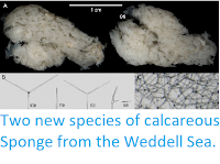 http://sciencythoughts.blogspot.co.uk/2014/01/two-new-species-of-calcareous-sponge.html