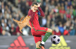 Gatos agregados en Photoshop en imágenes de fútbol hacen que todo sea mejor