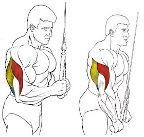 Jalón de cuerda en polea, Triceps