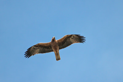 Haukearn - Havikarend - Aquila fasciata