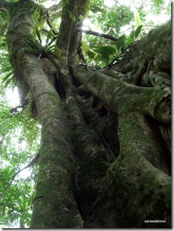 fig_tree