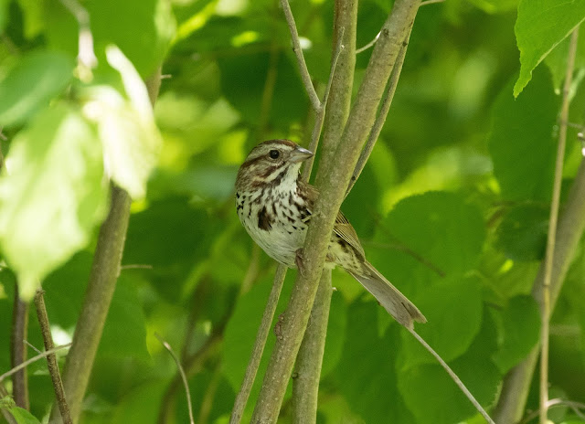 Song Sparrow - Oak Openings Preserve, Ohio, USA