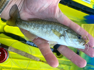 Pat Kellner, Guadalupe Bass, Fly Fishing, Fly Fishing Texas, Texas Fly Fishing, South Llano River, Fly Fishing the South Llano River, Improved SMP